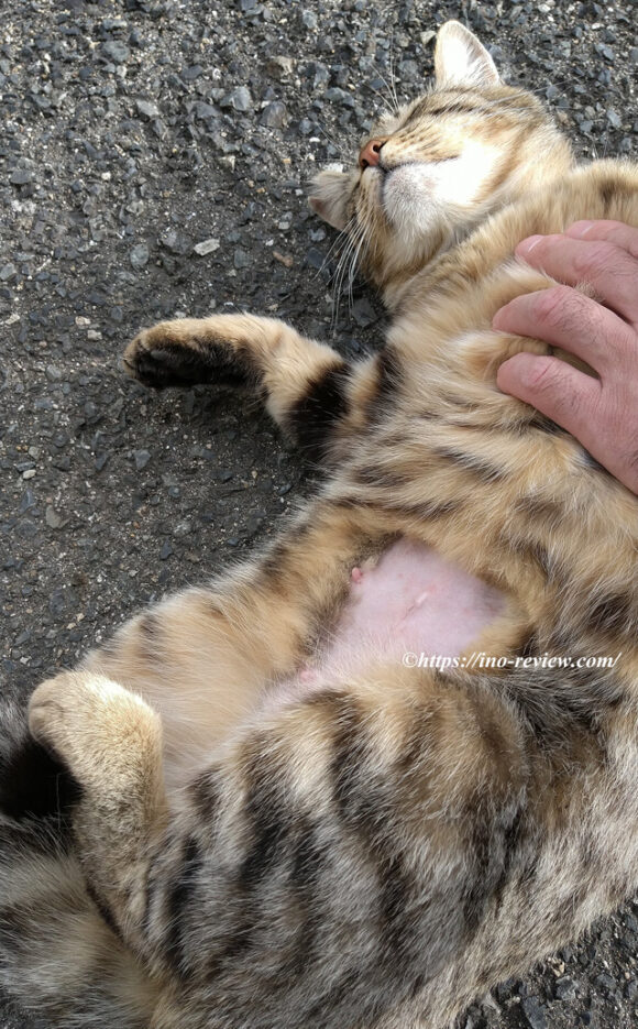 避妊手術後の猫のお腹の写真
